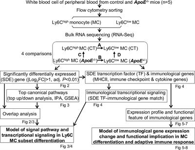 Adaptive Immune Response Signaling Is Suppressed in Ly6Chigh Monocyte but Upregulated in Monocyte Subsets of ApoE-/- Mice — Functional Implication in Atherosclerosis